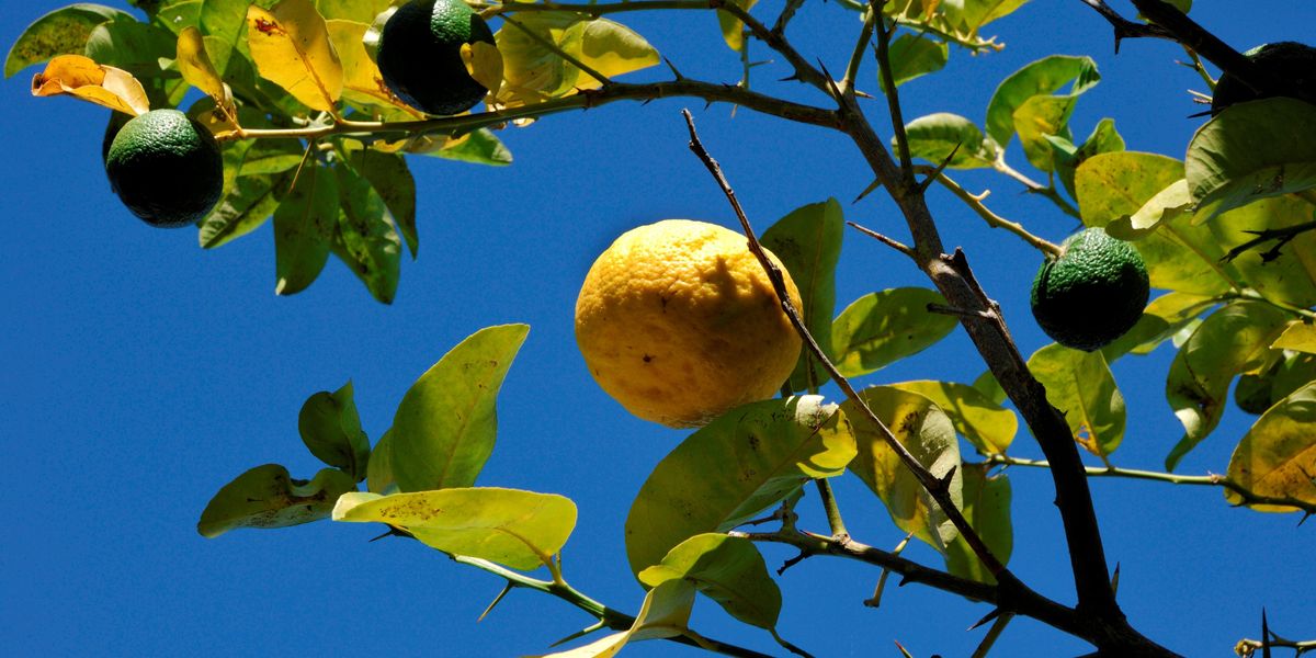 Sa pompia, l’agrume «mostruoso» che non si mangia ma si trasforma Sa pompia, l’agrume «mostruoso» che non si mangia ma si trasforma