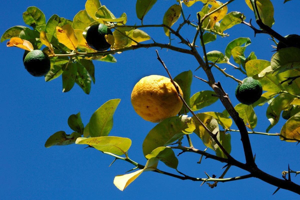 Sa pompia, l’agrume «mostruoso» che non si mangia ma si trasforma
