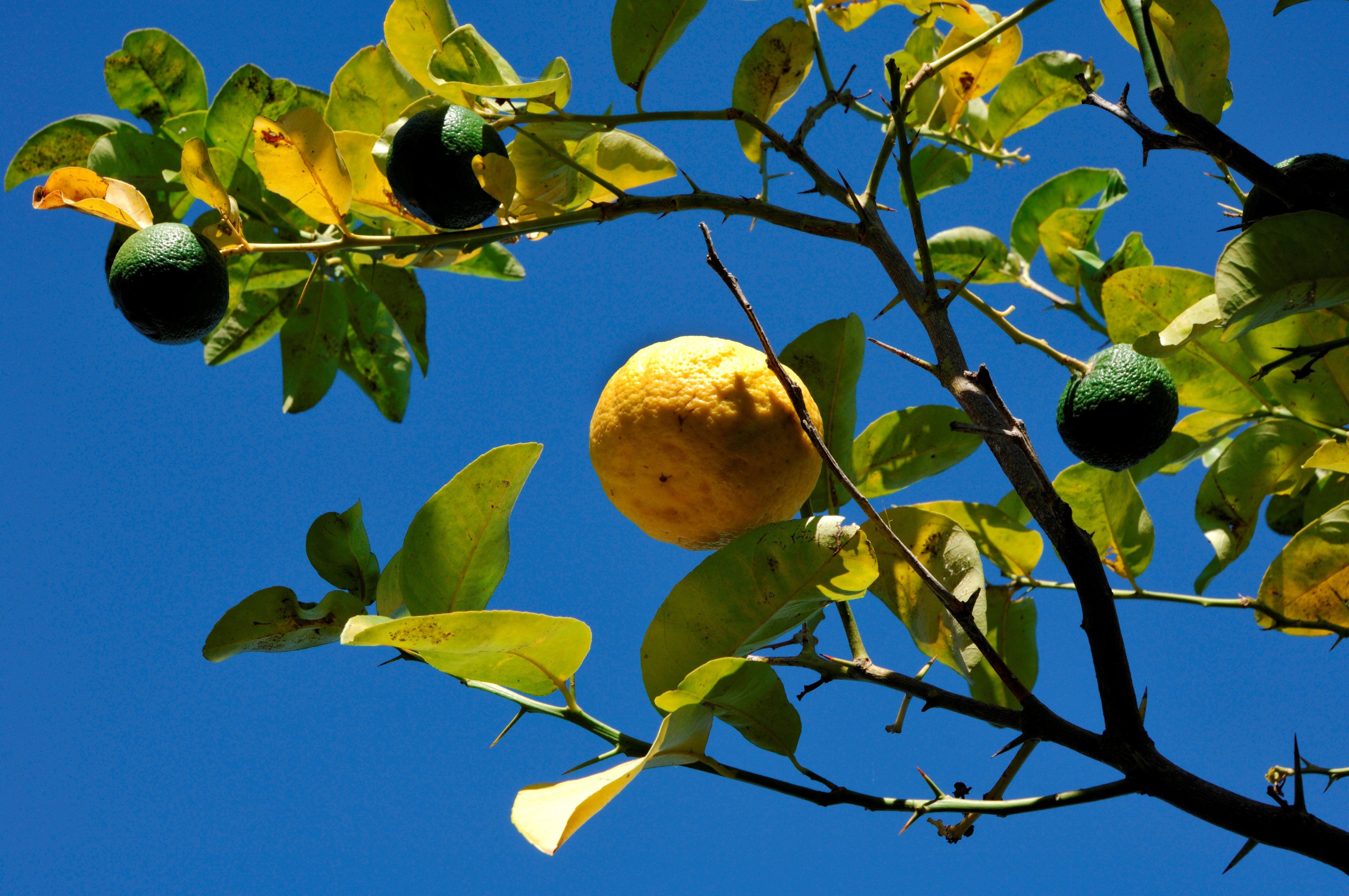 Sa pompia, l’agrume «mostruoso» che non si mangia ma si trasforma