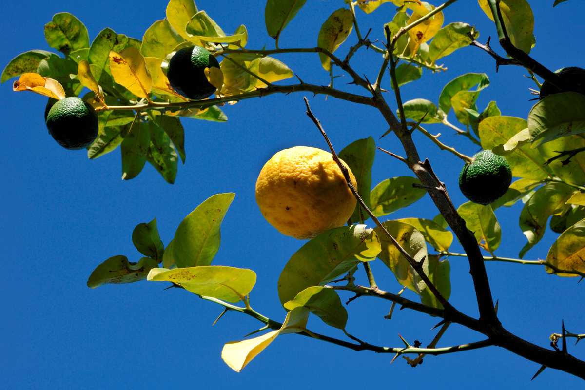 Sa pompia, l’agrume «mostruoso» che non si mangia ma si trasforma