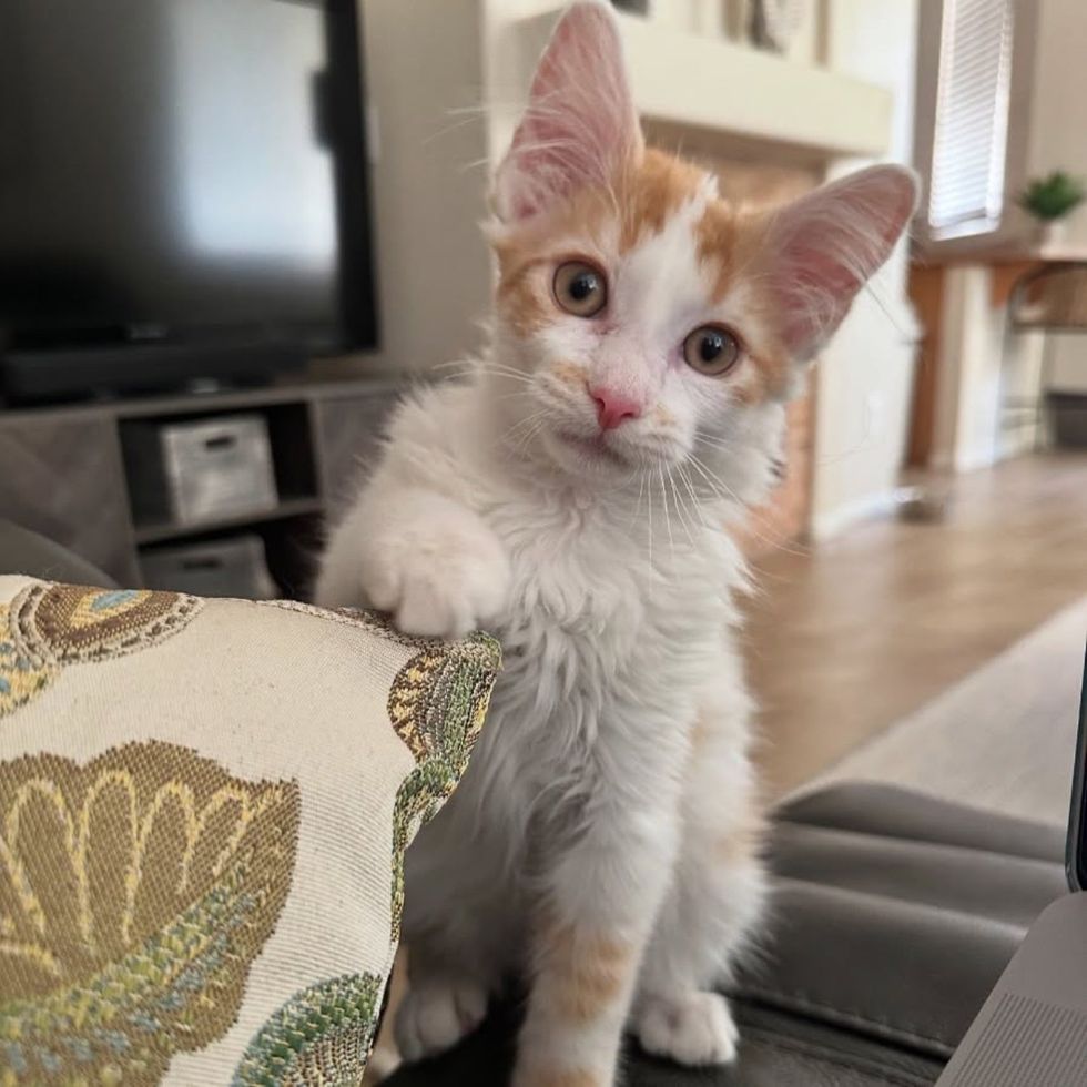 fluffy kitten paw