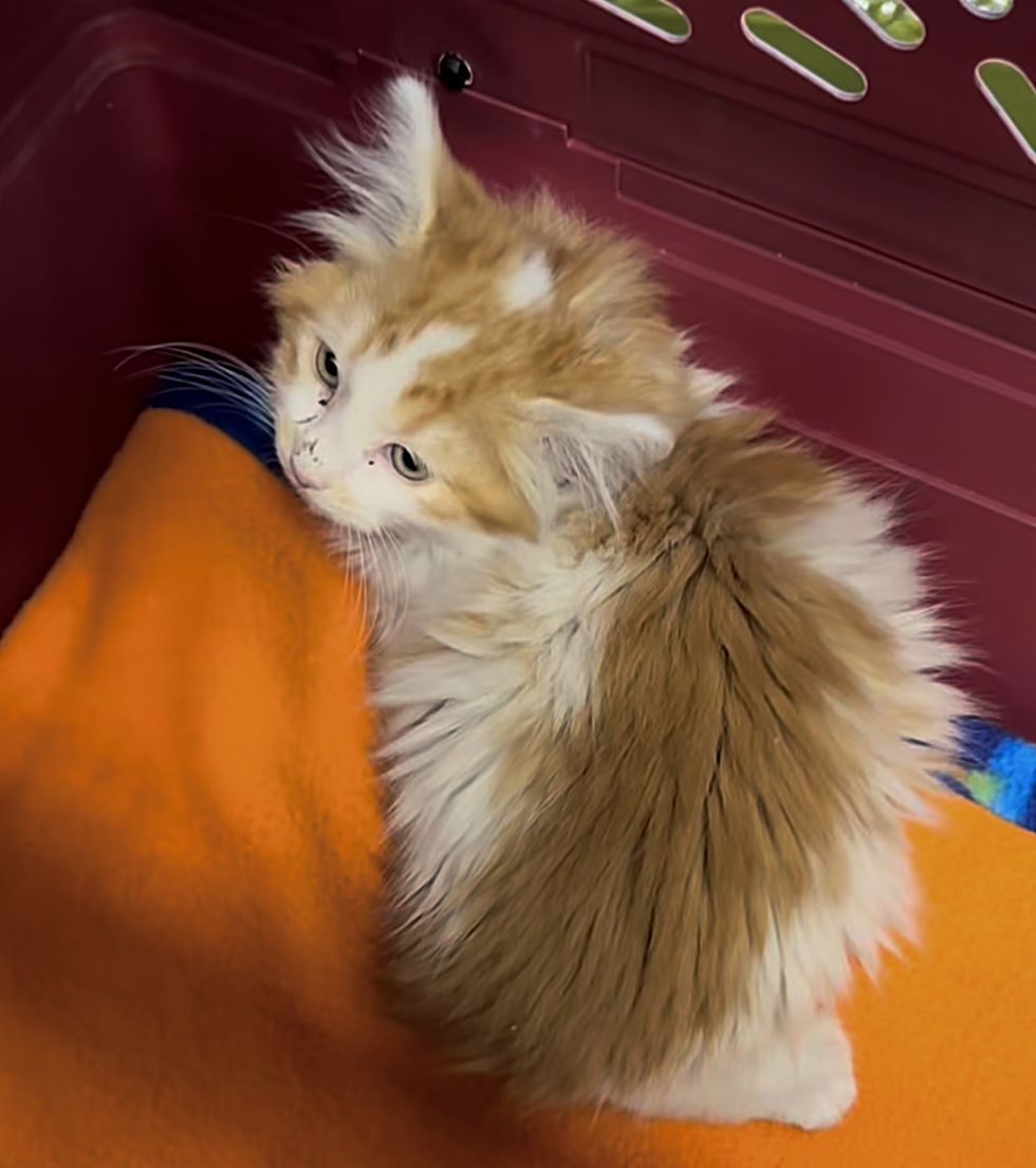 fluffy shy kitten