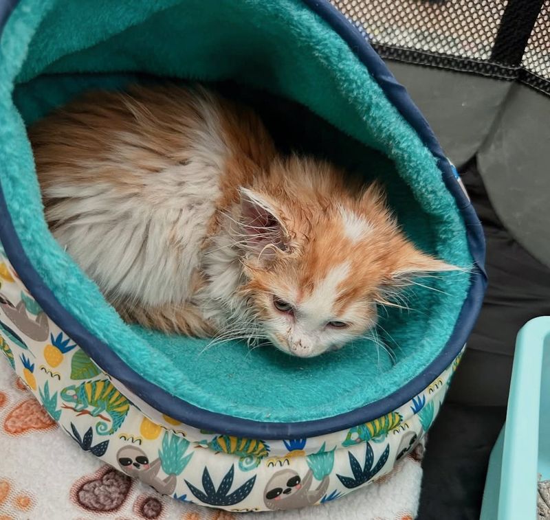 Woman Picks Up a Timid Kitten from Shelter, Turns Out the Young Cat is a Little 'Tornado' at Heart
