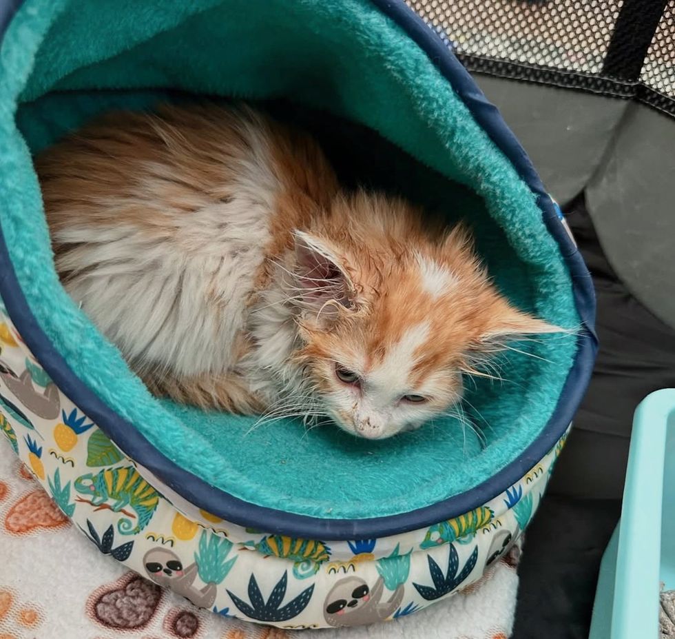 shy kitten bed