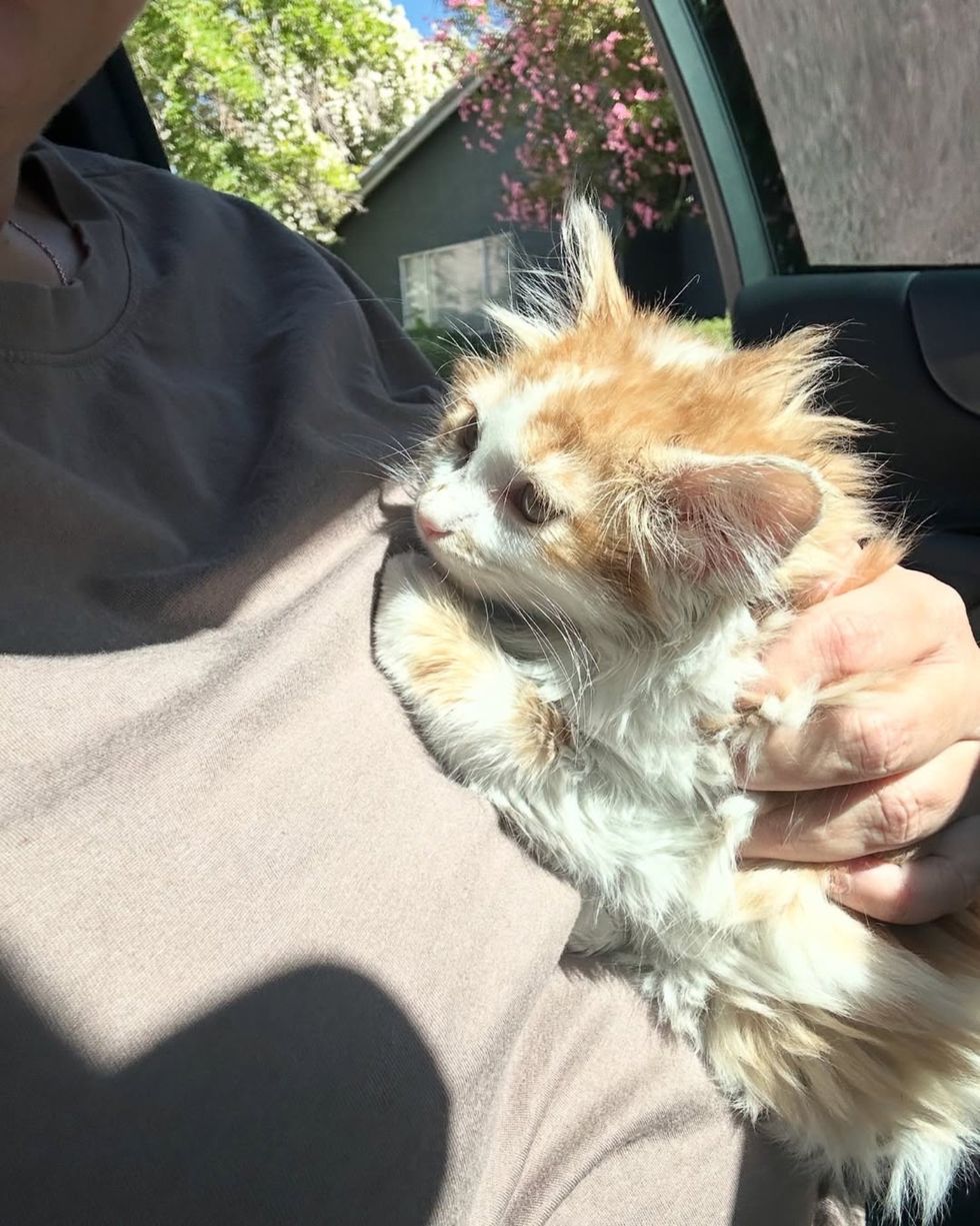 snuggly shy kitten