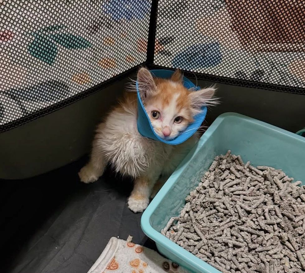 kitten cone foster
