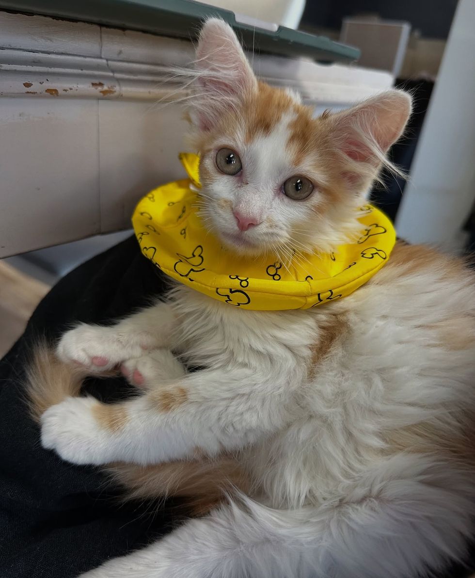 kitten cone fluffy