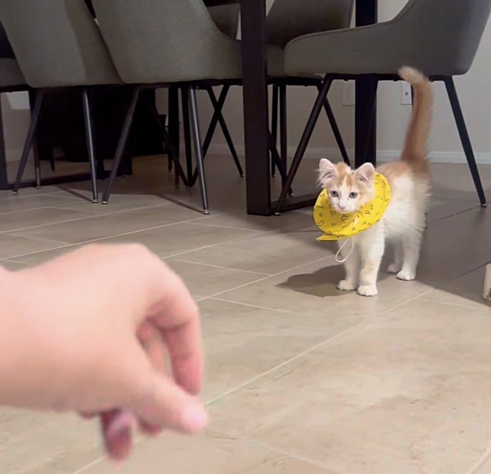 playful kitten cone