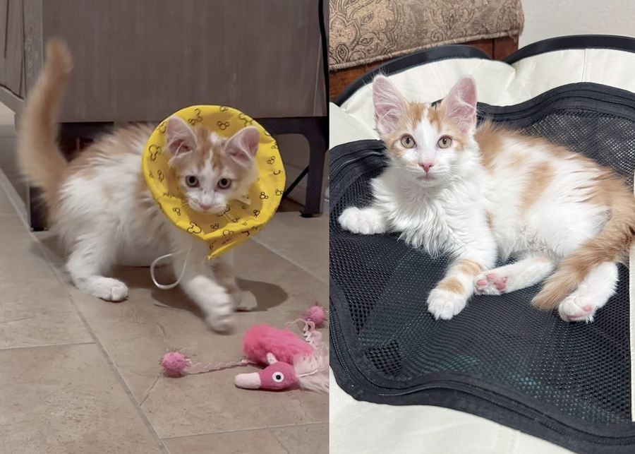 kitten playful happy