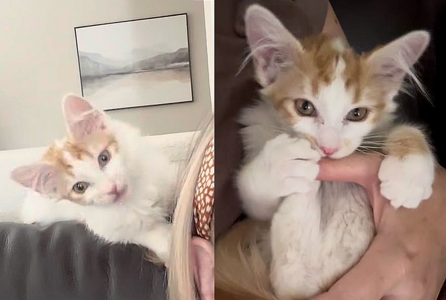 kitten snuggly happy