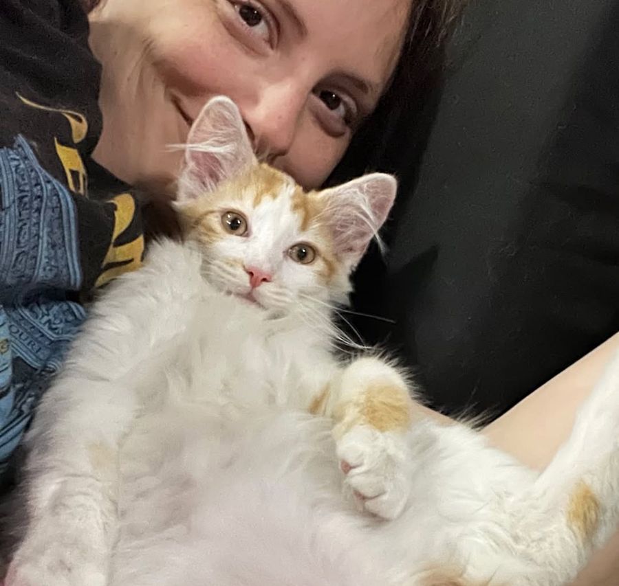 kitten forever home snuggly