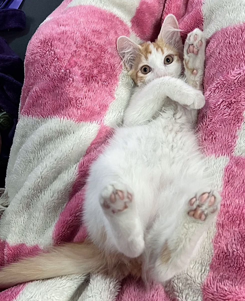 kitten lap cat home