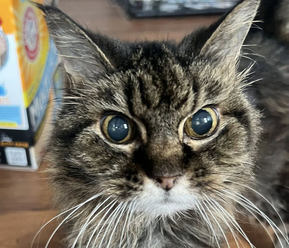 tabby cat whiskers