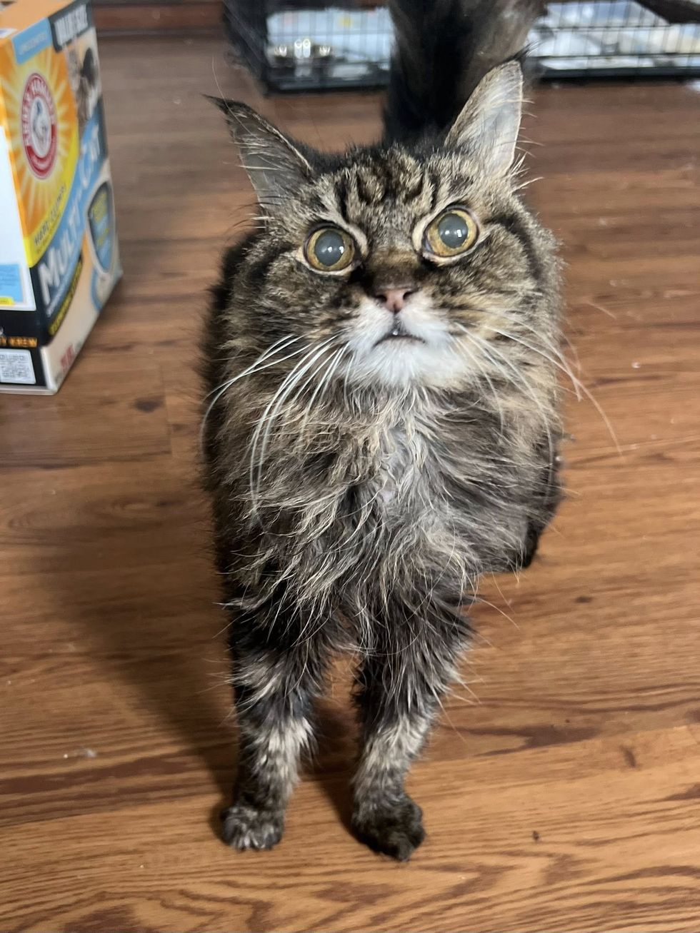 older cat rescue