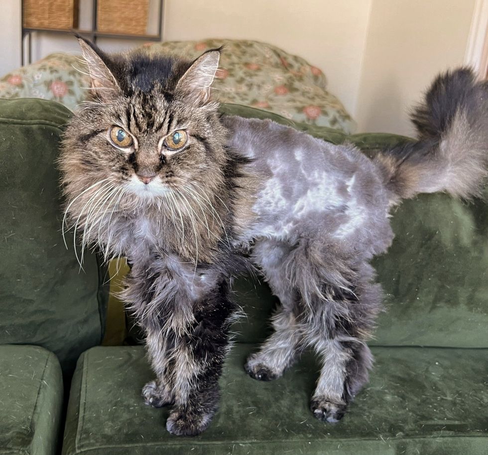 cat shaved spa day