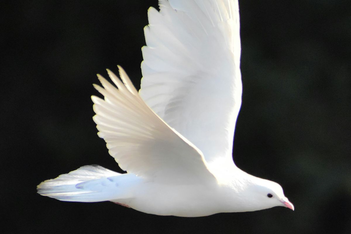 bird, dove, babies, trends, names