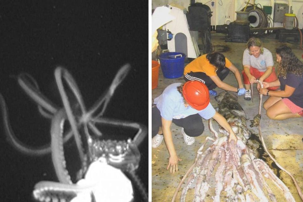Mississippi Gulf Coast is home to the only photographed living giant squid in North America