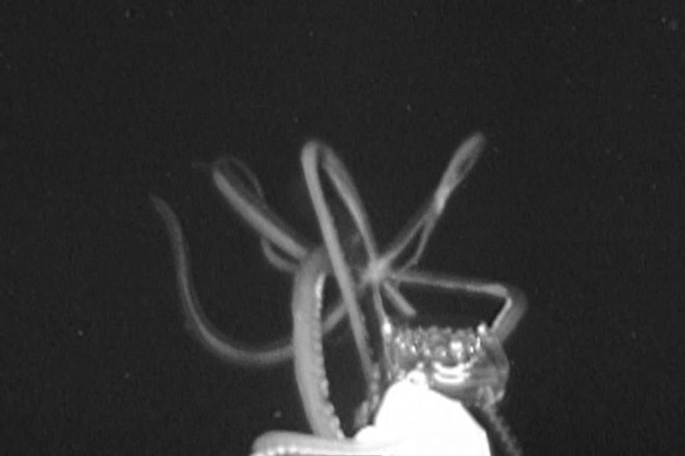 giant squid; Mississippi Gulf Coast; gulf coast; Gulf of Mexico; sperm whales; sperm whale squid battles