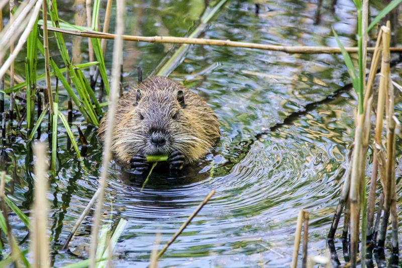 beavers, beaver dam, animals, wildlife, ecosystem, nature, earth, sustainability, deserts, waterways, rivers, pollution, climate change