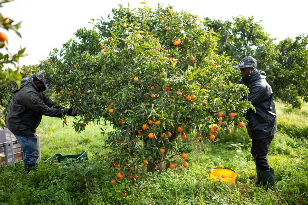 Foraggiati oppure schiavi: giochi sporchi sui migranti