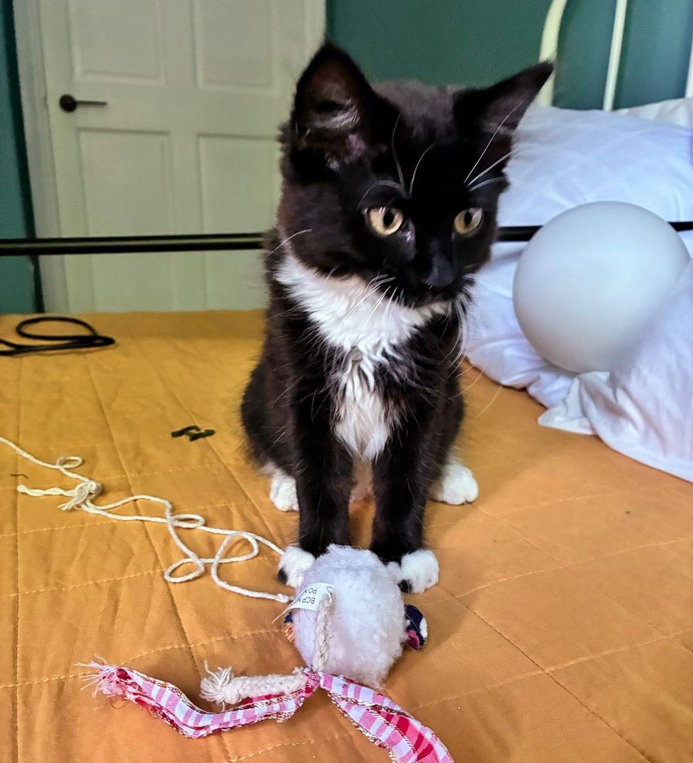 tuxedo playful toys