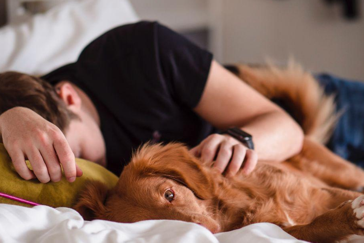 dog, tired, exhausted, bed, psychology, pillow,