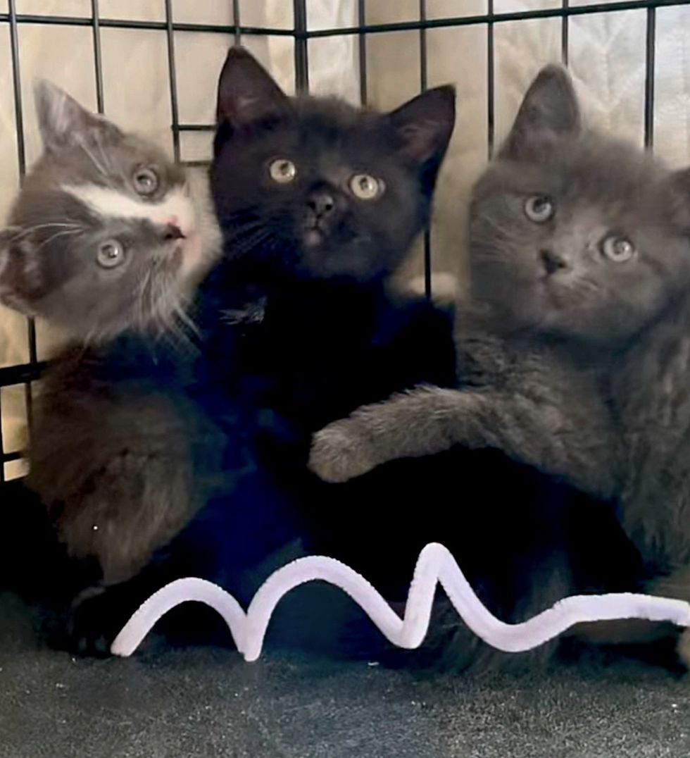 shy kittens cuddled