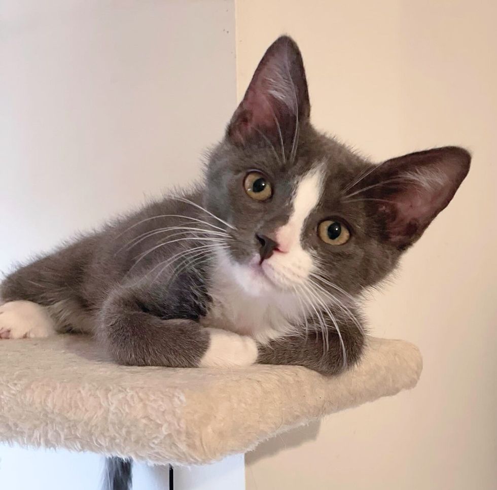 kitten cat tree