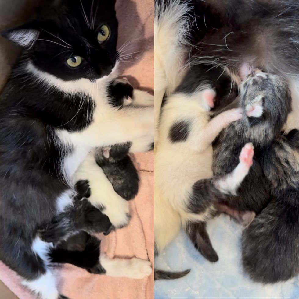 tuxedo cat mother kittens
