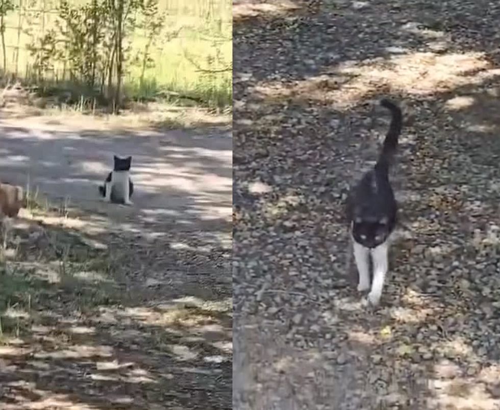 stray pregnant cat