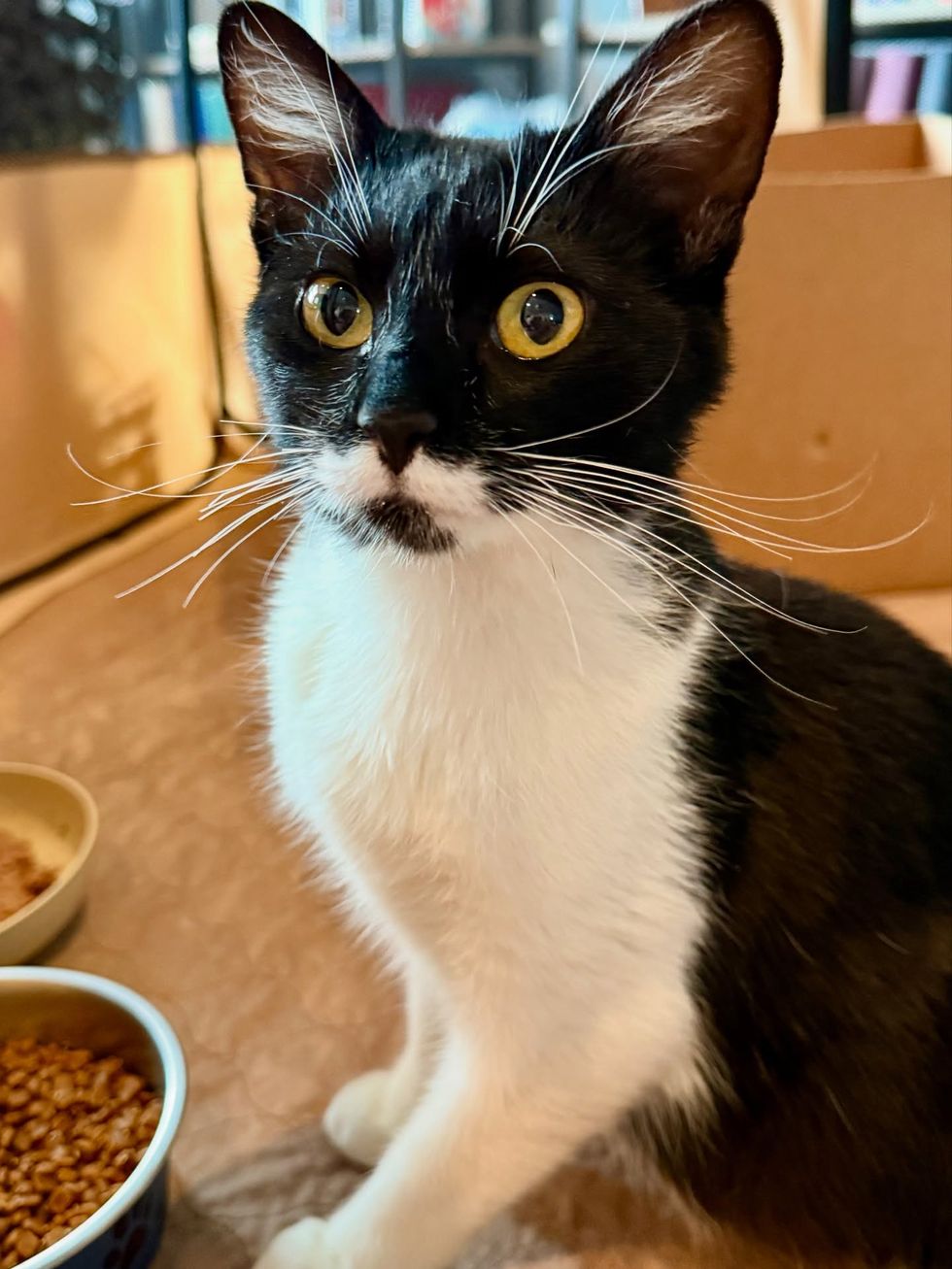 tuxedo cat safe