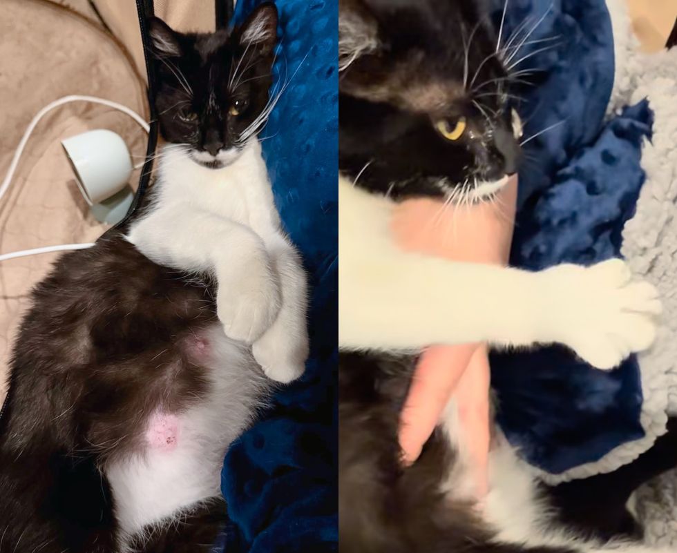 tuxedo pregnant cat