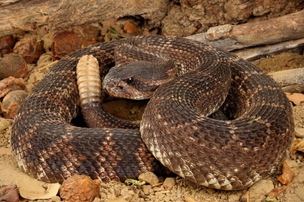 rattlesnake, rattler, snakes, venomous snake