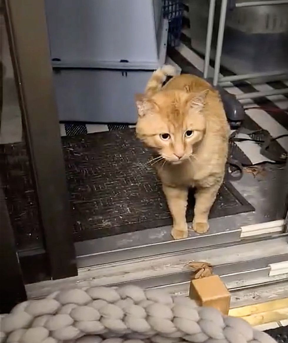 stray cat door
