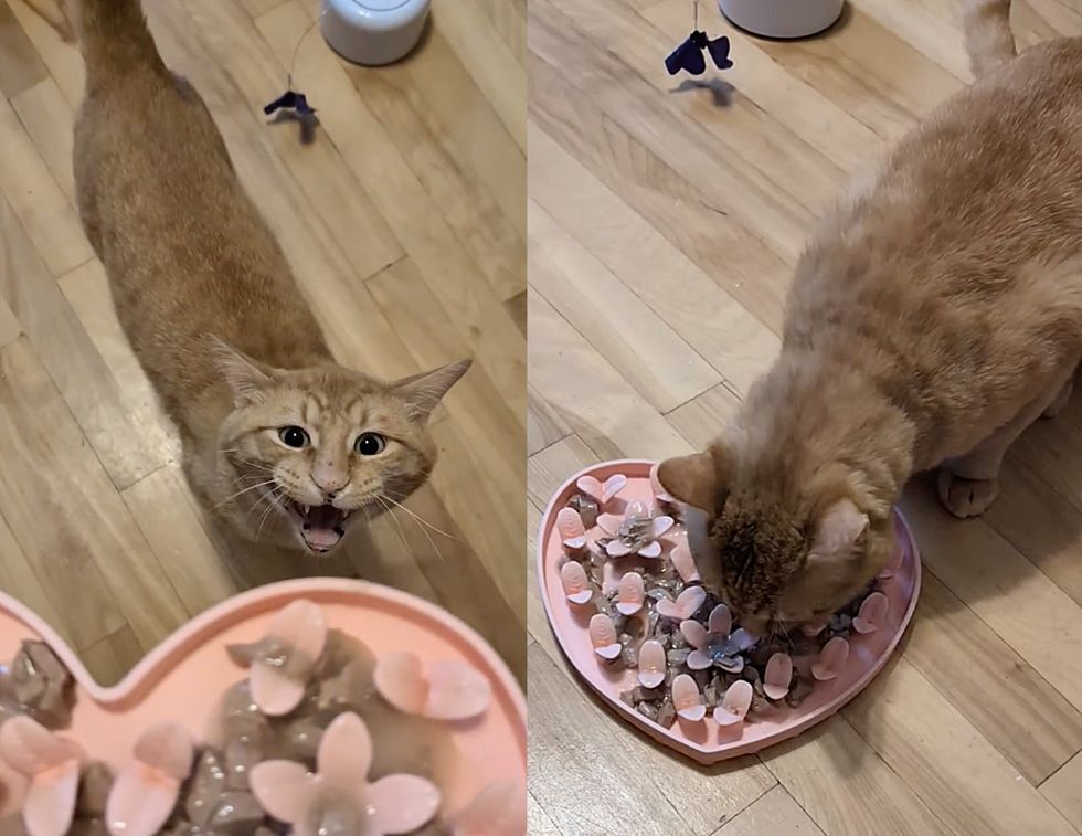 cat hungry food
