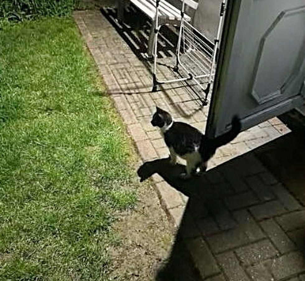 stray cat pregnant
