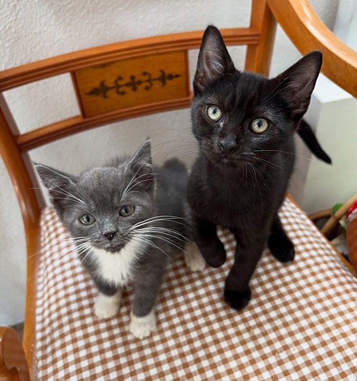 gray kitten small house panther