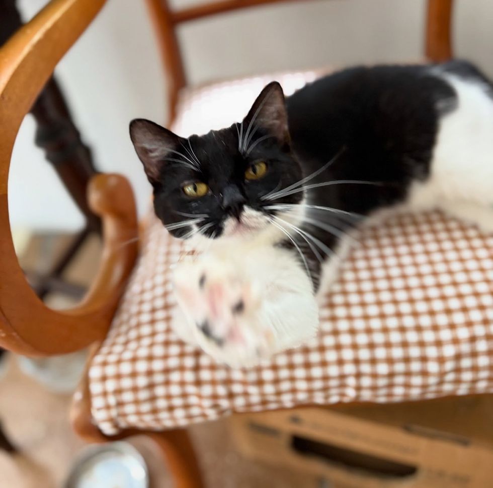 cat stretching paw