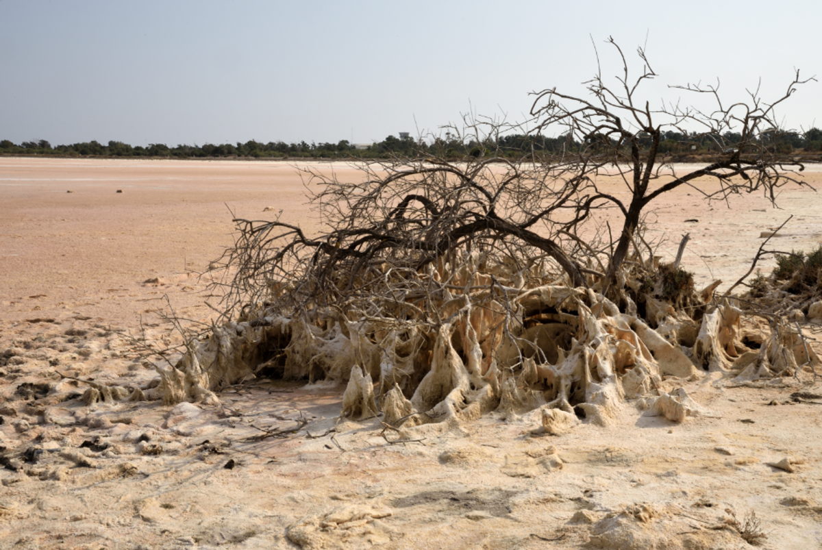 climate change, desertification, dry, global warming, barren