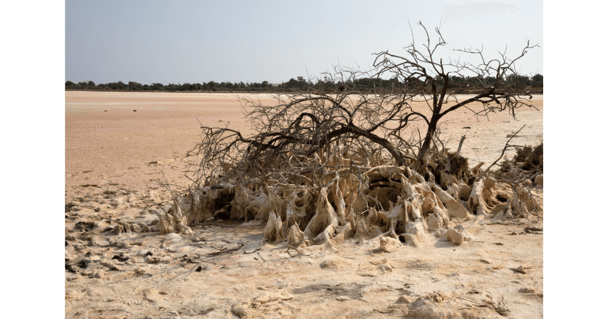 climate change, desertification, dry, global warming, barren
