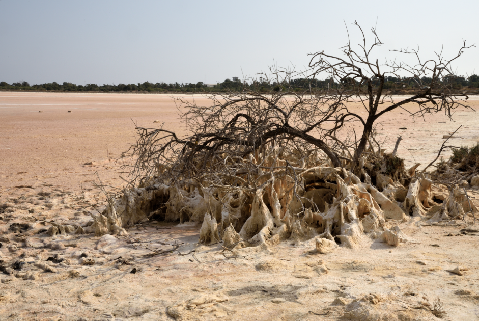 climate change, desertification, dry, global warming, barren