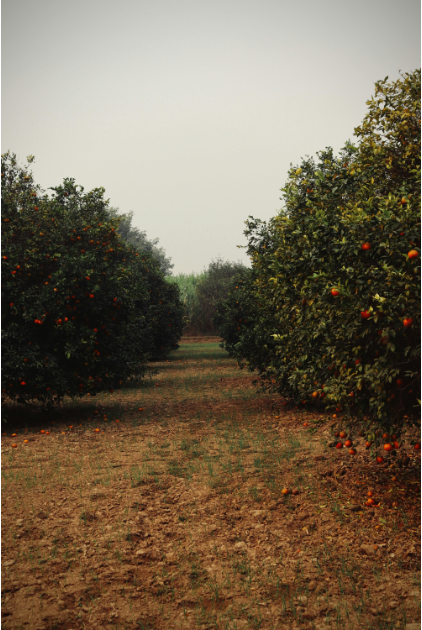 fruit trees, sustainable farming, agriculture, horticulture, regreening, climate change