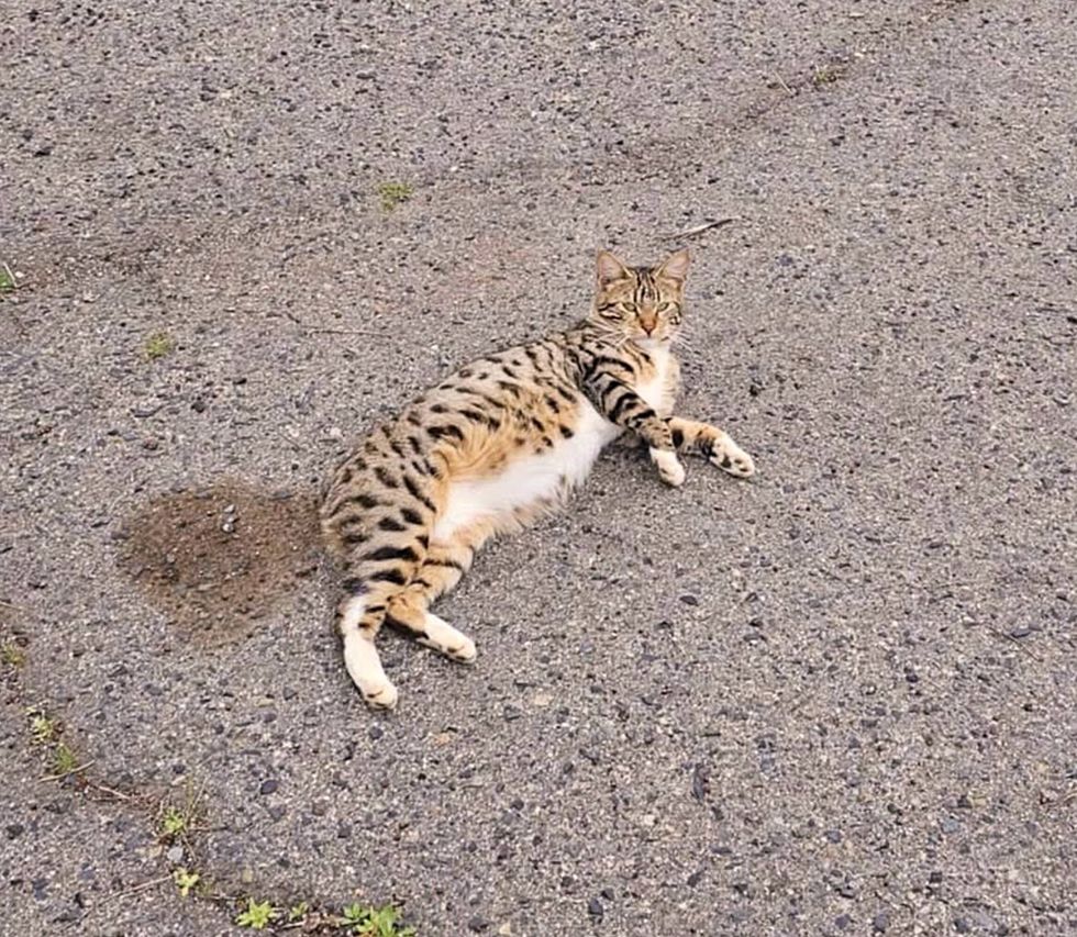 stray cat street pregnant