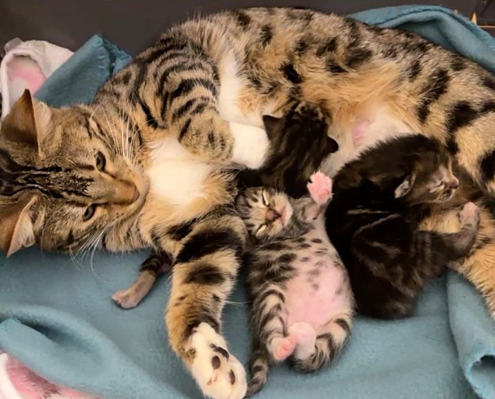 tabby cat kittens snuggles