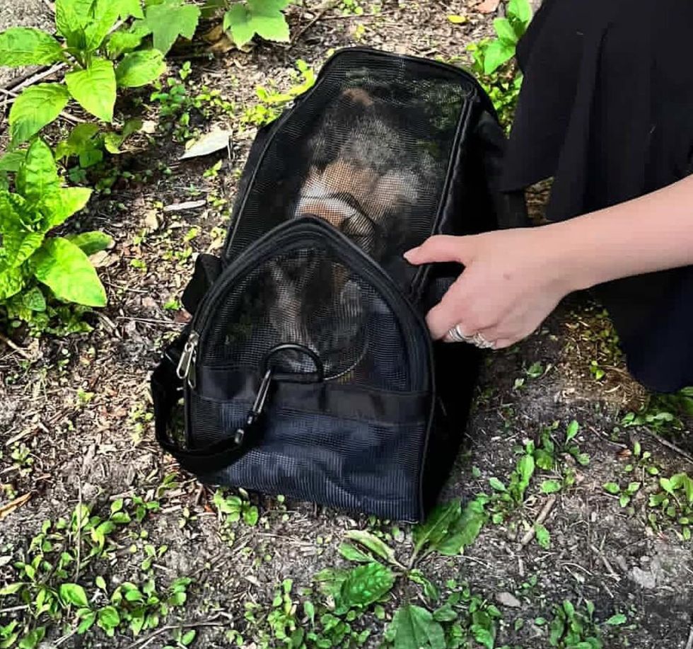 cat safe carrier