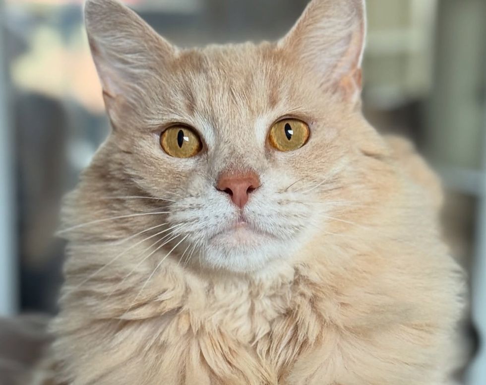fluffy cream cat