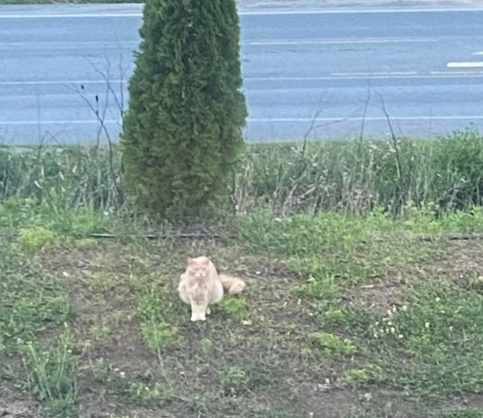 cat street stray