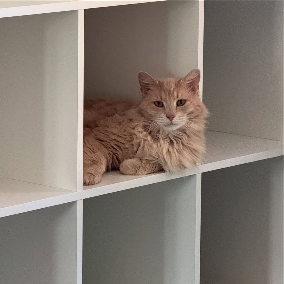 fluffy cream cat book shelf