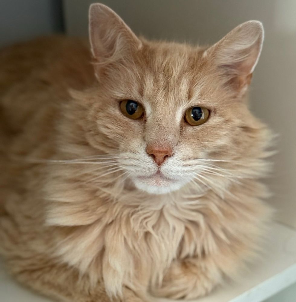 fluffy cream cat