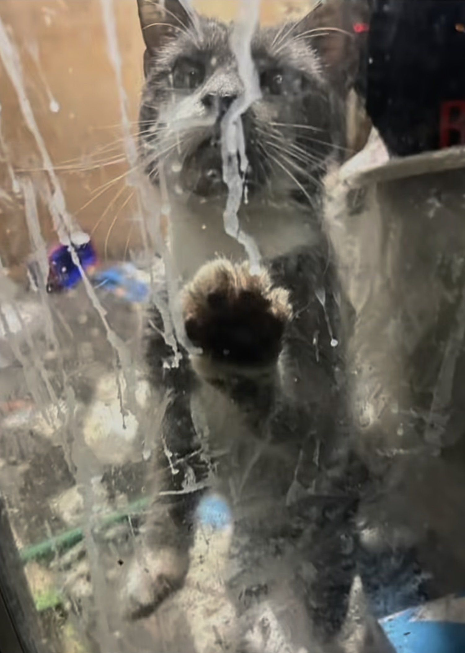 cat dry cleaner rescue